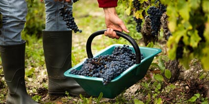 Chateau Giscours Weinlese